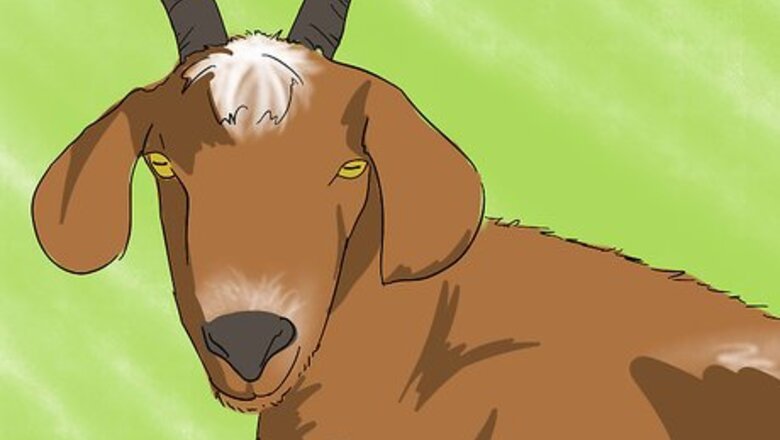 How to Spot a Good Milker (Goats)