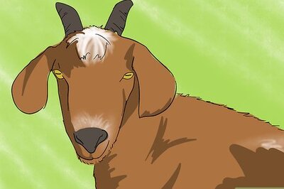 How to Spot a Good Milker (Goats)