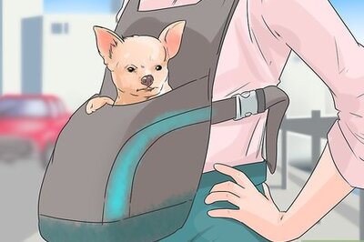How to Bond with a Chihuahua