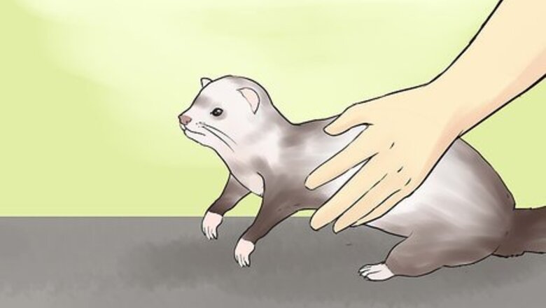 How to Pick Up and Carry a Ferret