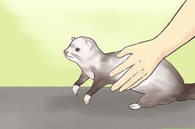 How to Pick Up and Carry a Ferret