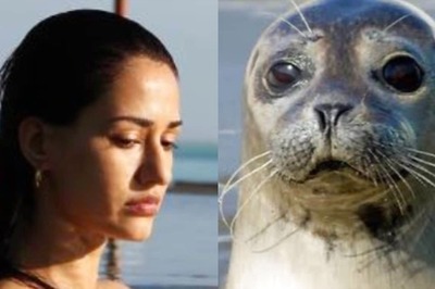 Disha Patani Compares Herself With Seal in Latest Post, Rumoured Boyfriend Tiger Shroff Reacts