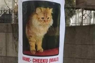Trending: Find This Missing Persian Cat 'Cheeku' To Win Rs 1 Lakh Award
