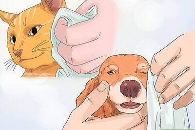 How to Eliminate Tear Stains on Cats and Dogs