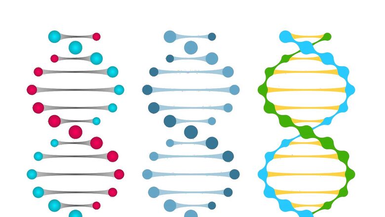 Researchers Find Secreted Protein That Helps Repair Muscles