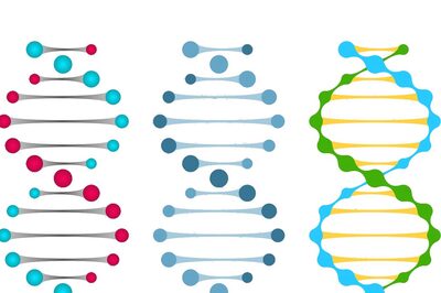 Researchers Find Secreted Protein That Helps Repair Muscles