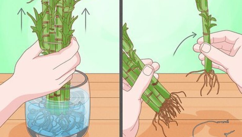 How to Propagate Lucky Bamboo