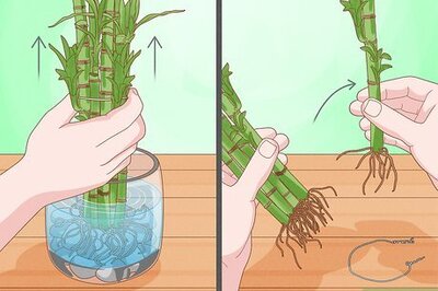 How to Propagate Lucky Bamboo