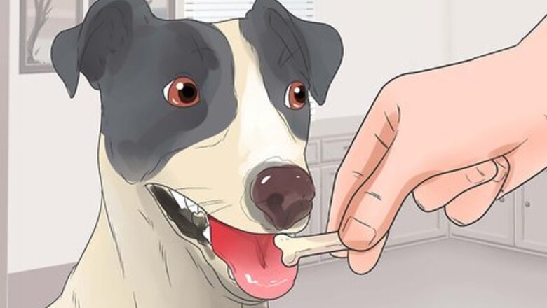 How to Teach Your Dog Tricks