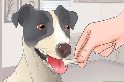 How to Teach Your Dog Tricks