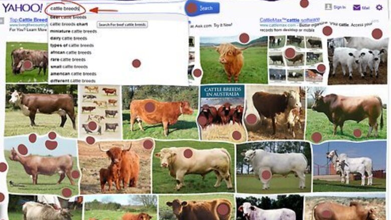 How to Identify Cattle Breeds