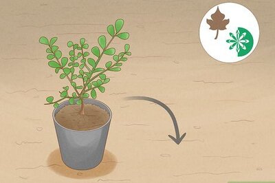 How to Plant Boxwood