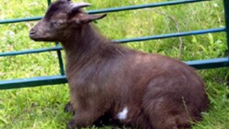 Goats swallow $12,500 in China