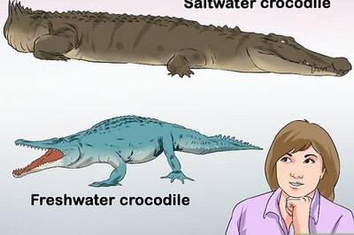 How to Tell a Freshwater Crocodile from a Saltwater Crocodile