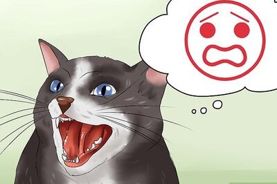 How to Calm Your Angry Cat