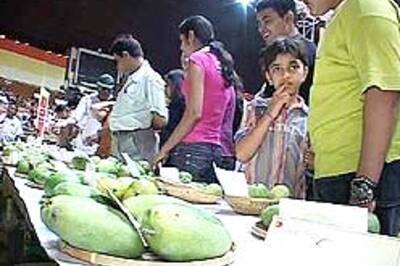 Indian mangoes land in US after 18 yrs
