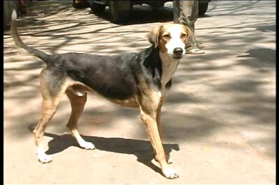 No Respite From Stray Dog Menace In Kerala, 6 Months Old Baby Attacked