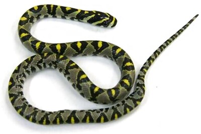 Snake grounds flight with 370 passengers at Sydney airport