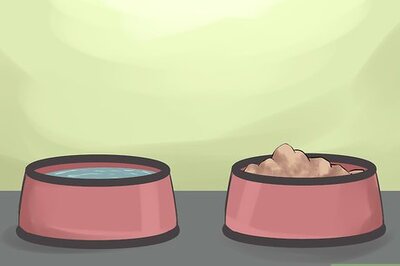 How to Watch for Signs of Illness in Senior Dogs