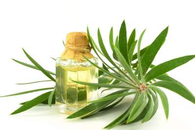 Top 5 Benefits of Using Tea Tree Oil