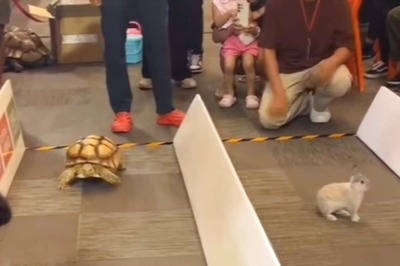 This Adorable Race Between Tortoise And Hare Brings Classic Fable To Life