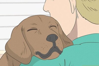 How to Treat Eye Twitching in Dogs