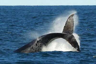 6 Critically Endangered North Atlantic Whales Found Dead in Canada's Coastline