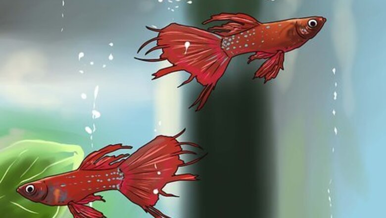 How to Identify Finrot