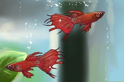 How to Identify Finrot