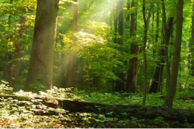 International Day of Forests 2022: The Importance of Forests and How We Can Protect Them