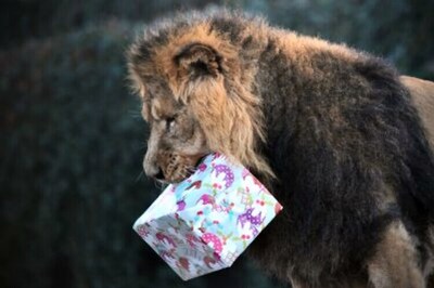 London Zoo offers 'room with a zoo', chance to sleep with lions