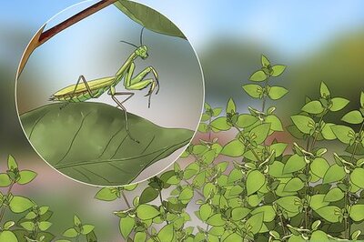 How to Keep a Praying Mantis As a Pet