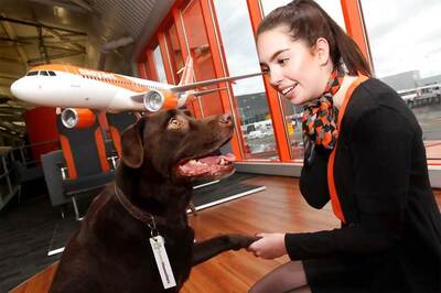 This Airline Will Find a Free Pet Sitter For Your Dog, Free Lodging For Animal Lovers