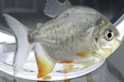 Fish with 'human' teeth caught
