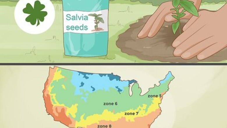 How to Grow Salvias