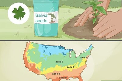 How to Grow Salvias