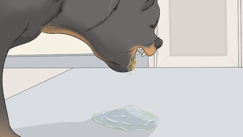 How to Test Dogs for Rabies