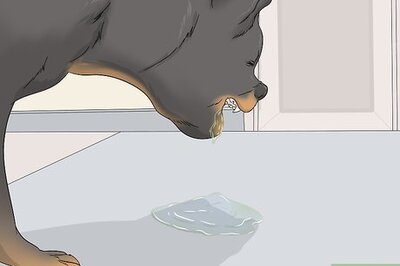 How to Test Dogs for Rabies