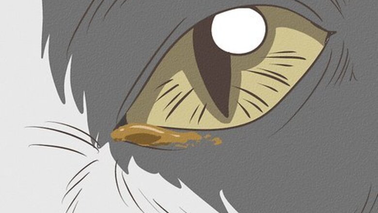 How to Treat a Cat for Eye Inflammation