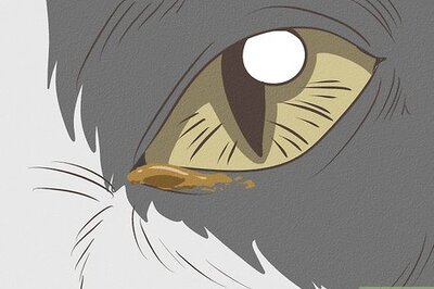 How to Treat a Cat for Eye Inflammation