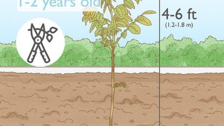 How to Prune Walnut Trees