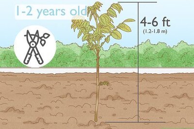 How to Prune Walnut Trees