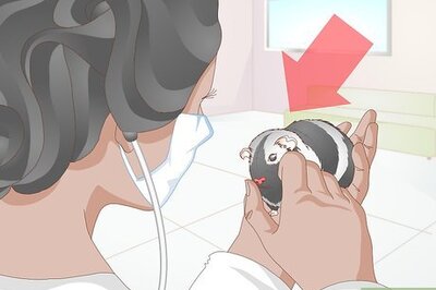 How to Care for an Elderly Guinea Pig