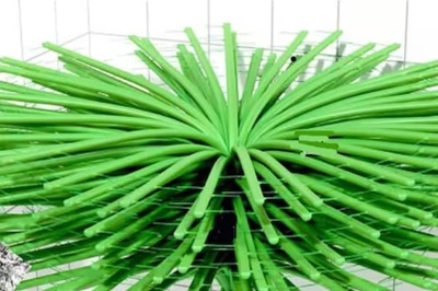 In Canada, Scientists Discover 350 Million-Year-Old Fossilised Tree