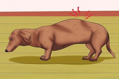 How to Diagnose Back Problems in Dachshunds
