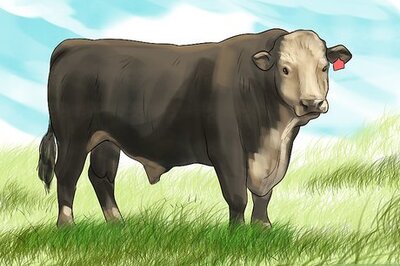 How to Identify Black Hereford Cattle