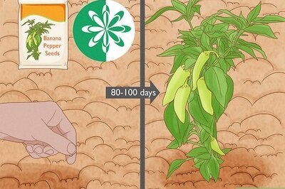 When Should You Pick Banana Peppers? A Complete Harvesting Guide