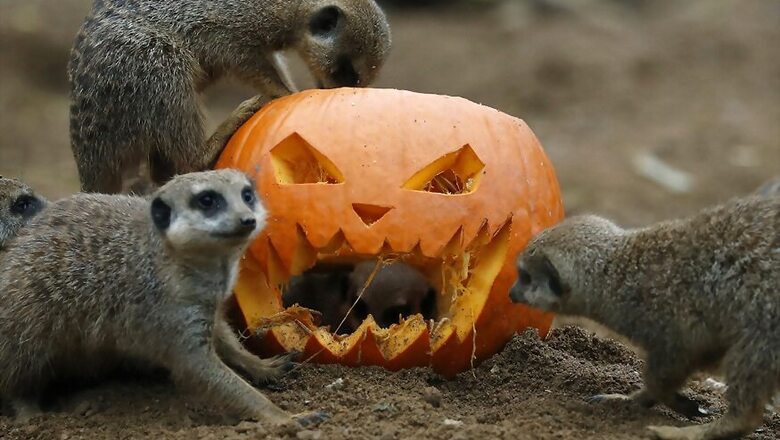 Halloween Celebrations: 5 Last-Minute Spooky Getaways Across The World