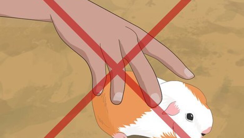 How to Determine the Sex of Your Guinea Pig