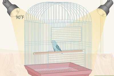 How to Care for a Sick Pet Bird at Home